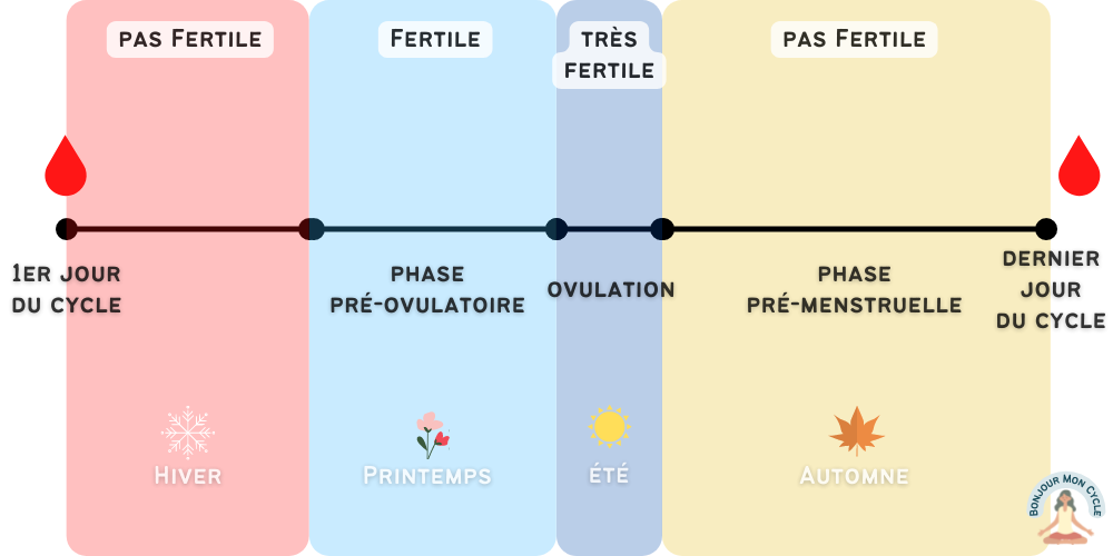 Symptothermie : Schéma des phases du cycle mentruel féminin et périodes de fertilité